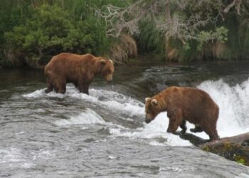 Judge allows Alaska wildlife agents to resume shooting bears from helicopters to protect recovering caribou herd