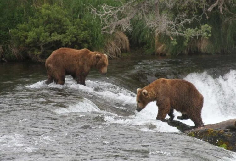 Judge allows Alaska wildlife agents to resume shooting bears from helicopters to protect recovering caribou herd