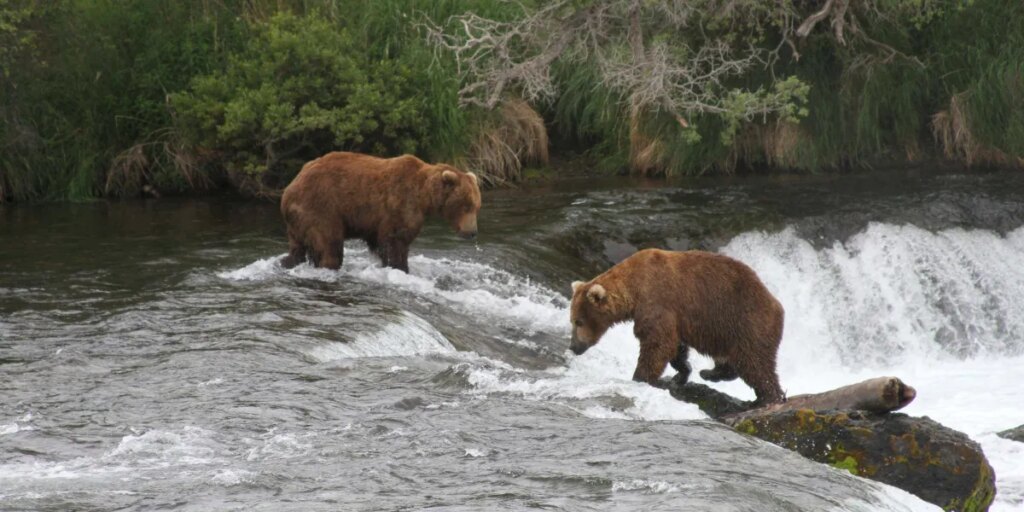 Judge allows Alaska wildlife agents to resume shooting bears from helicopters to protect recovering caribou herd