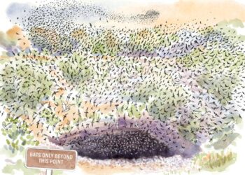 Do Animals Have Civilizations?
