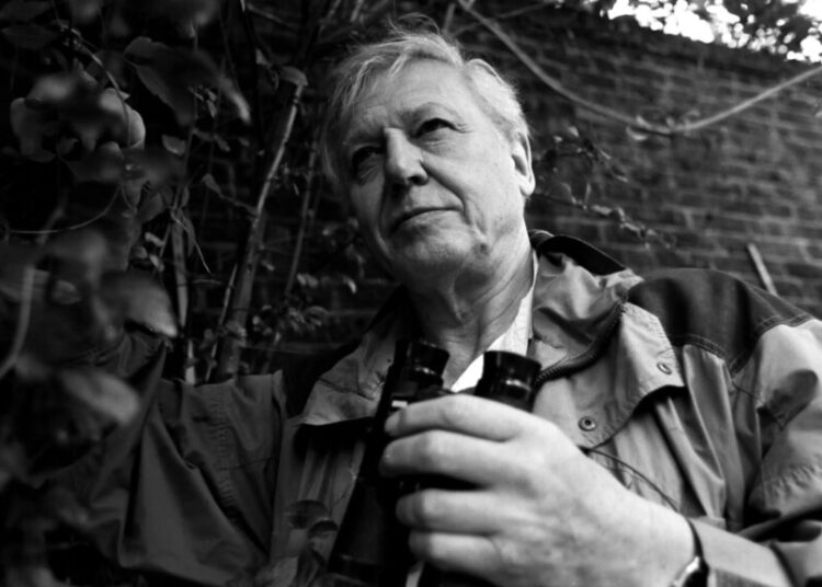 At 100, David Attenborough’s Voice Is a Lesson in Wonder and Planetary Stewardship