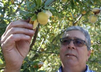 California farmers must destroy 420,000 peach trees after Del Monte closes its canneries and cancels more than $550 million in long-term contracts