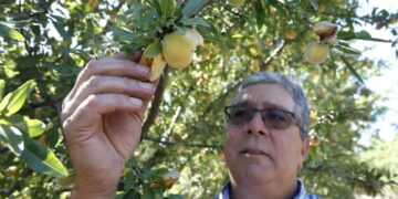 California farmers must destroy 420,000 peach trees after Del Monte closes its canneries and cancels more than $550 million in long-term contracts