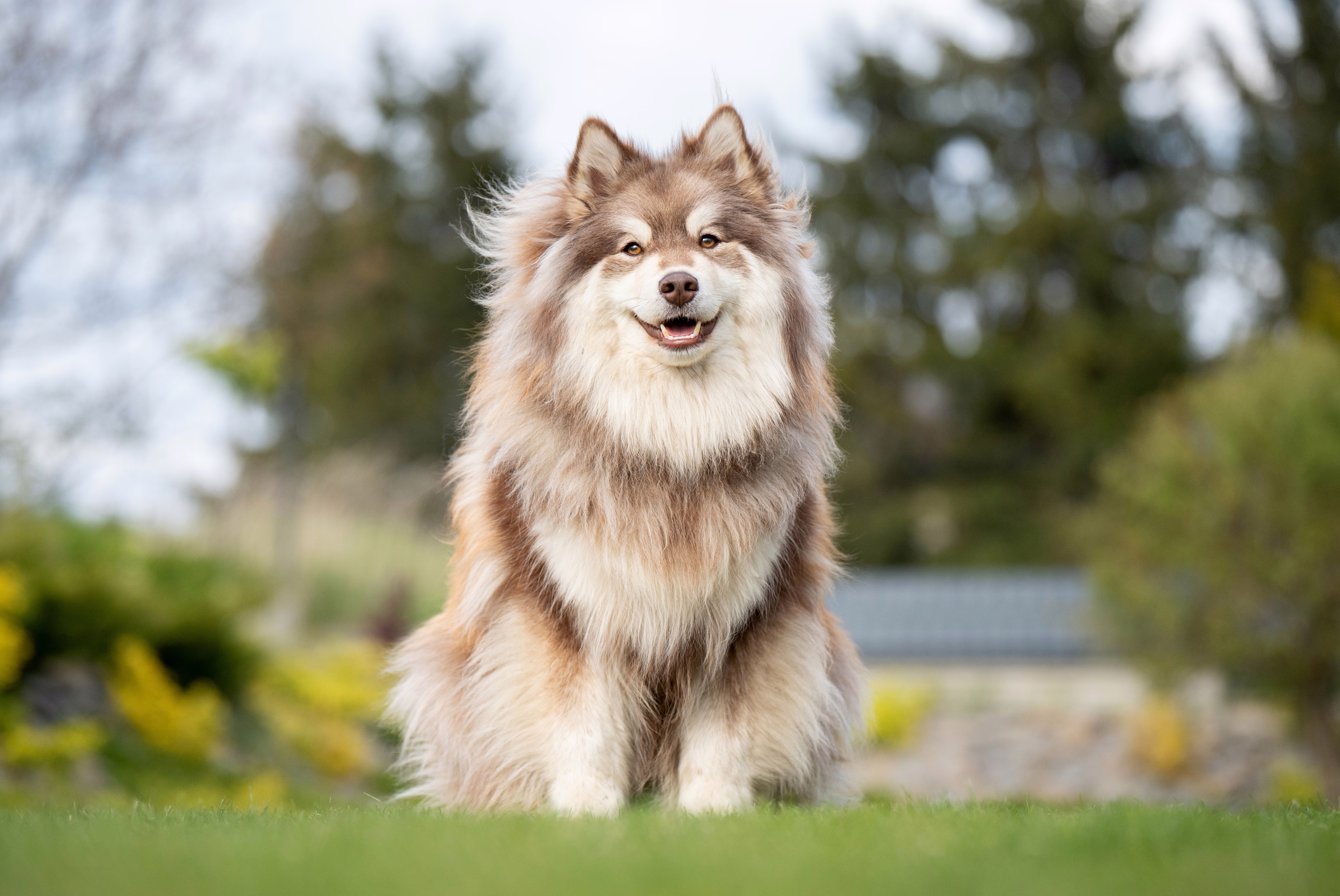 A beautiful longhaired dog sits on grass.