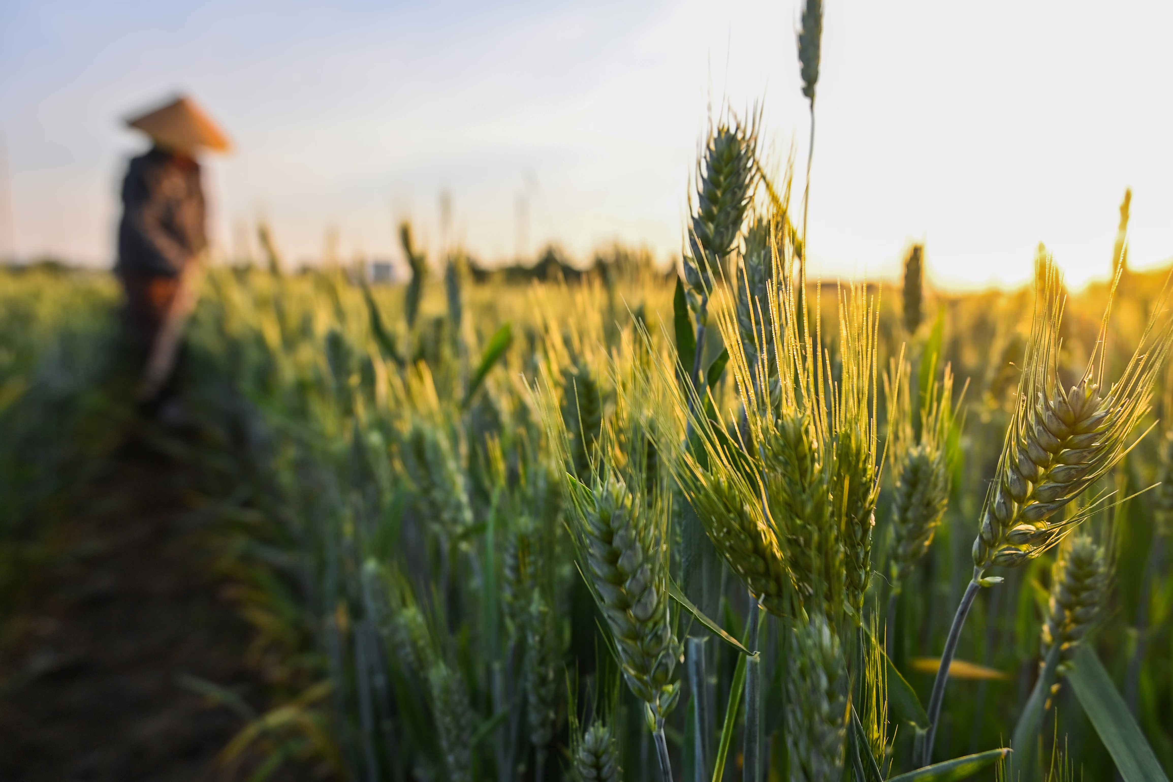 A farmer removes weeds from a wheat field with a hand tool.