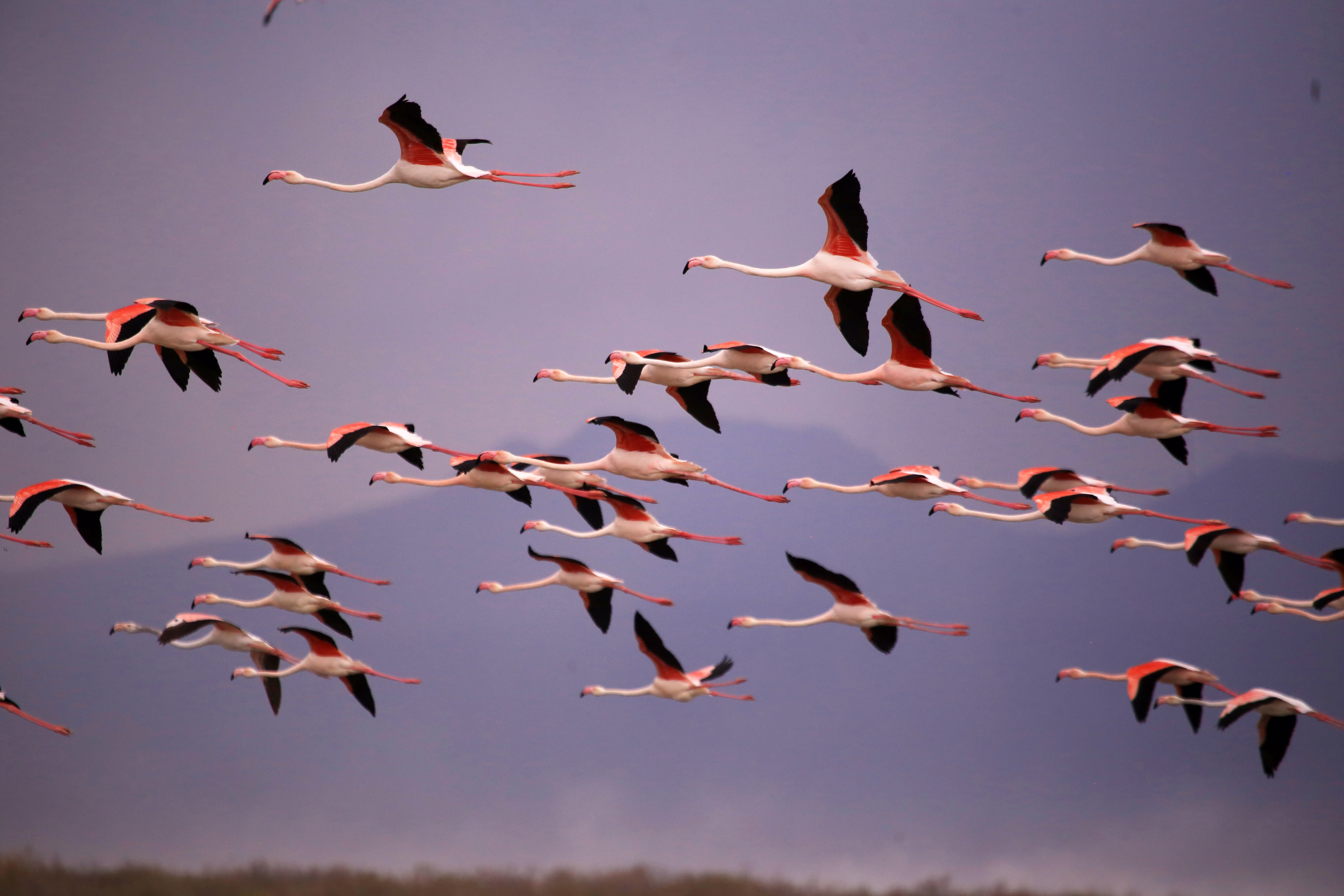A flock of flamingos flies over wetlands.