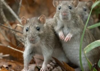 You’re probably safe from the Hantavirus outbreak, but here’s what you absolutely must not do, experts say