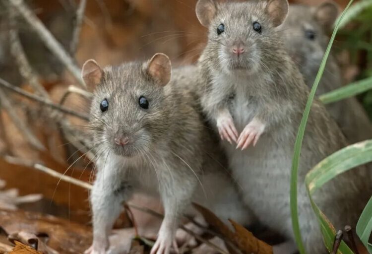 You’re probably safe from the Hantavirus outbreak, but here’s what you absolutely must not do, experts say