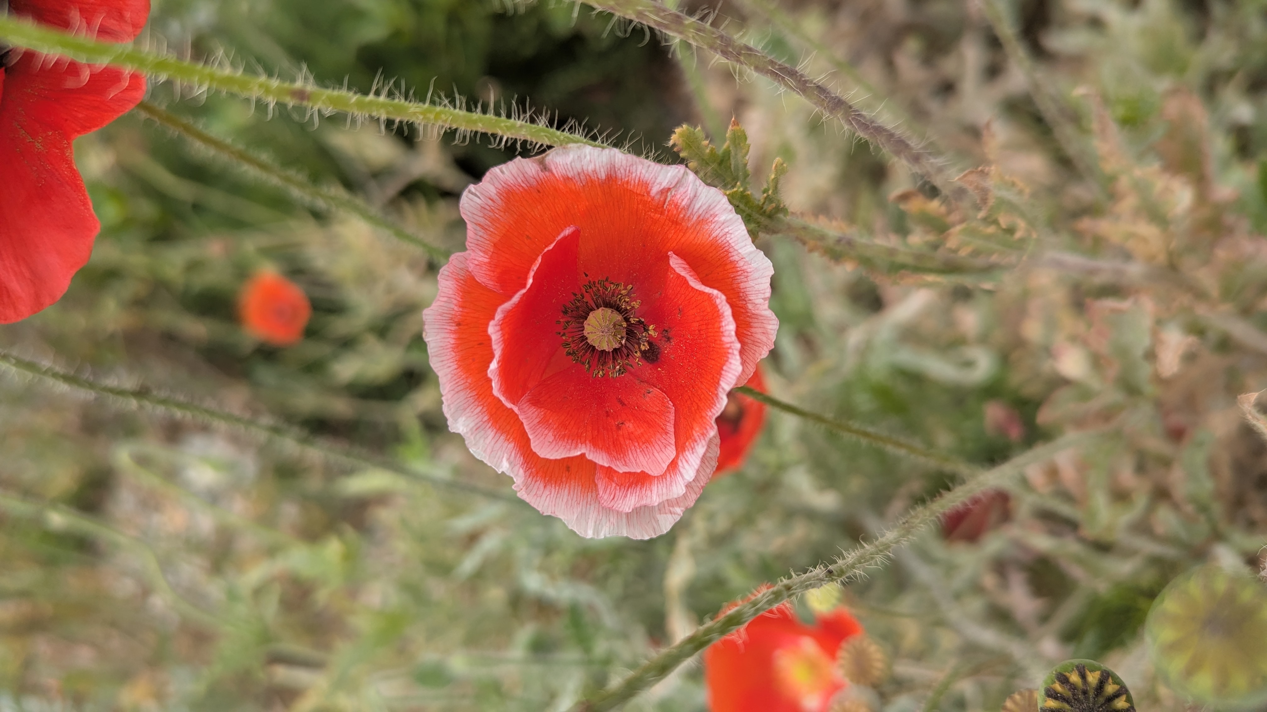 Poppy