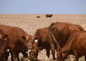 The Worst Spring Drought on Record Is Putting U.S. Crops at Risk