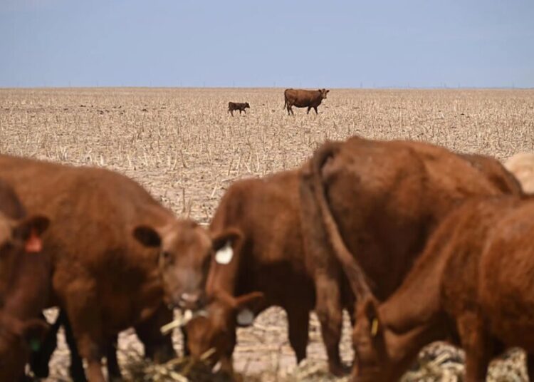 The Worst Spring Drought on Record Is Putting U.S. Crops at Risk