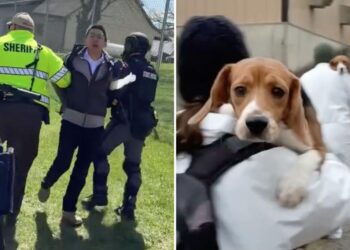 Beagles rescued from research lab arrive in California as SF activist faces felony charges