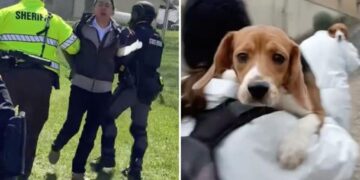 Beagles rescued from research lab arrive in California as SF activist faces felony charges