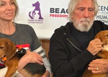 Debbie Gibson, Geezer Butler of Black Sabbath want you to adopt a beagle rescued from an experimental lab in Wisconsin