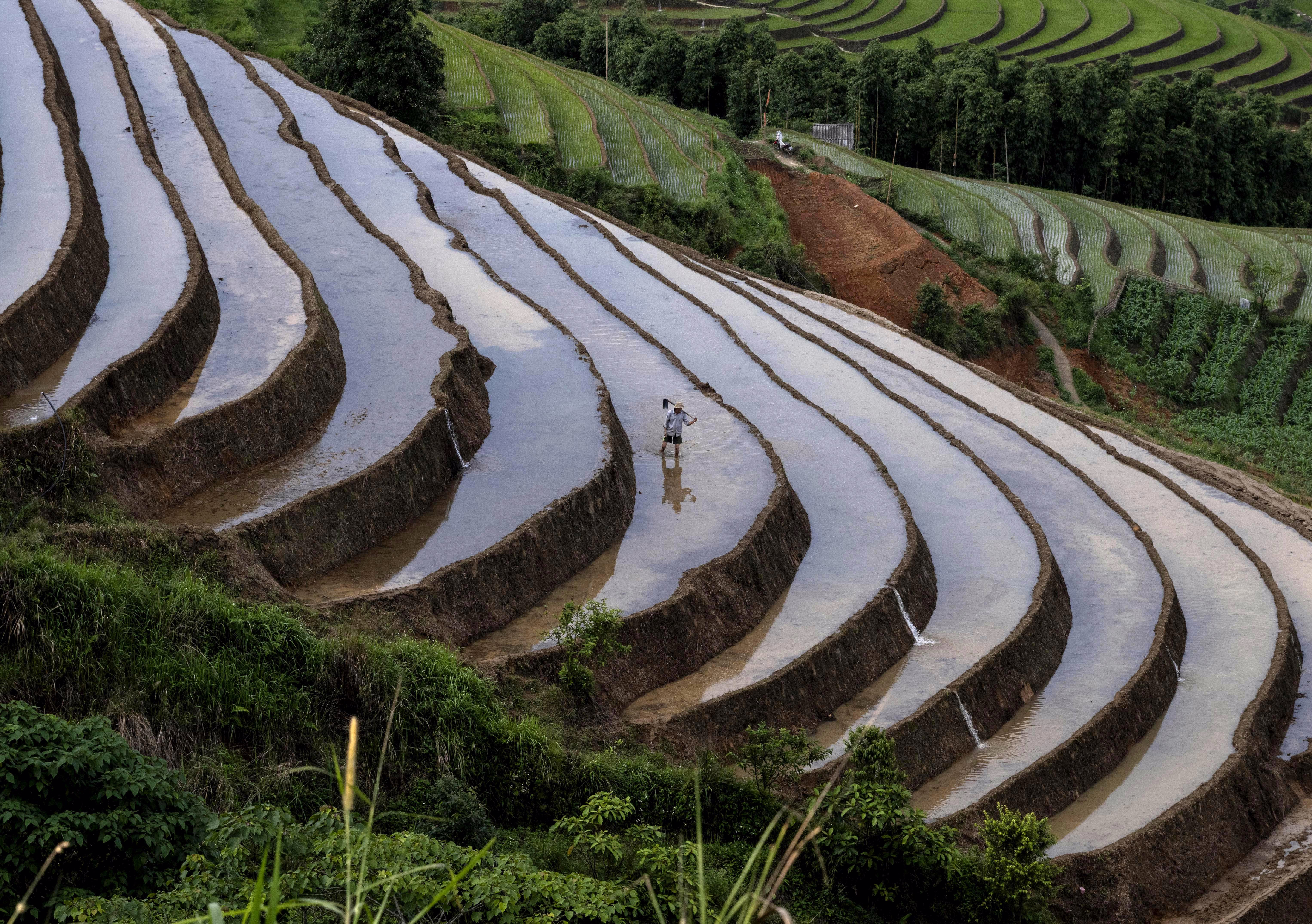 A farmer works in terraced rice paddies.