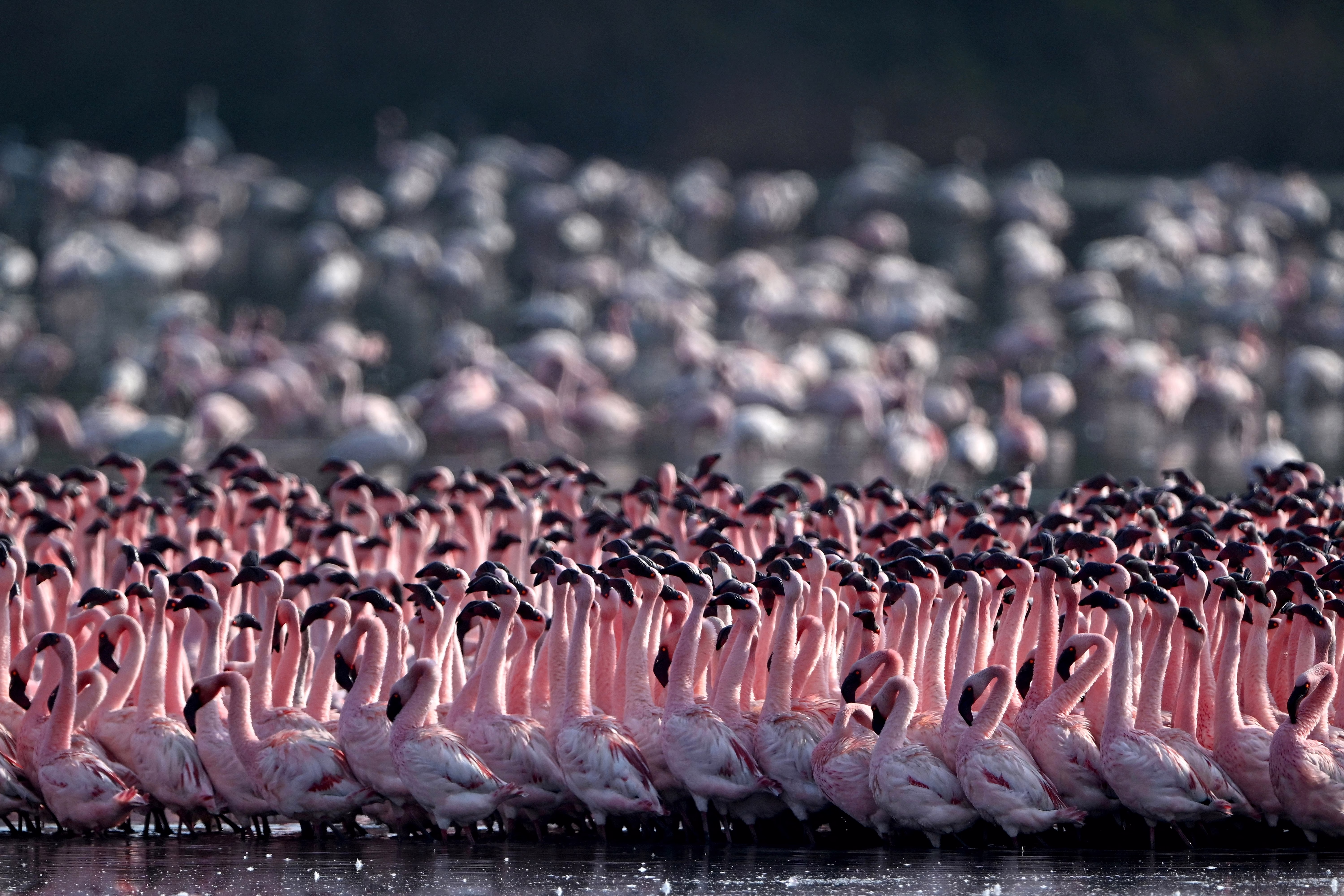 A flock of flamingos congregate in a pond.