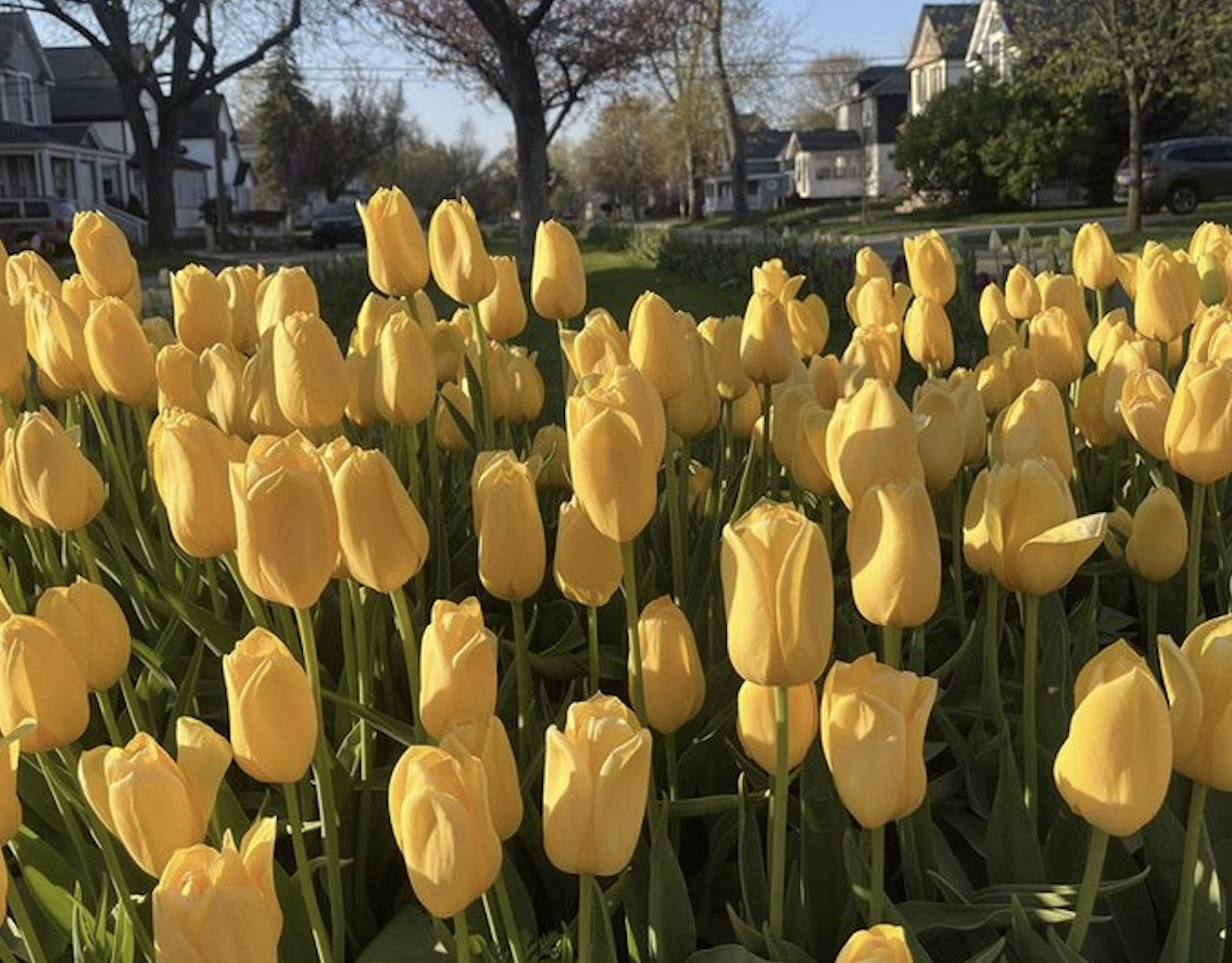 Yellow tulips