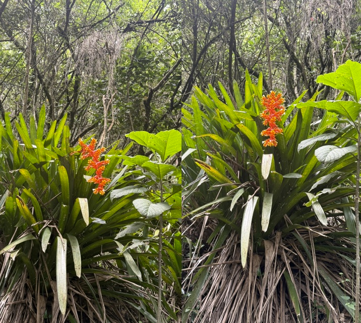 Bromeliads