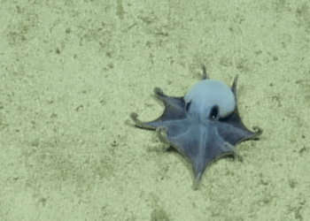 New Species of Tiny Blue Octopus Discovered in the Galápagos