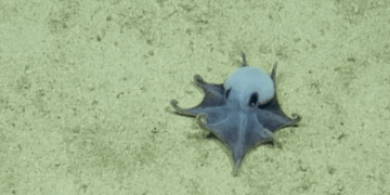 New Species of Tiny Blue Octopus Discovered in the Galápagos