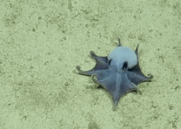 New Species of Tiny Blue Octopus Discovered in the Galápagos