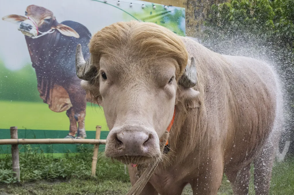 An albino buffalo, nicknamed 