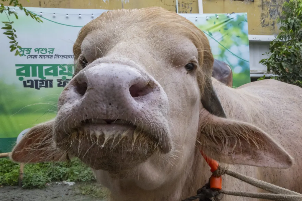 Close-up of an albino buffalo nicknamed 