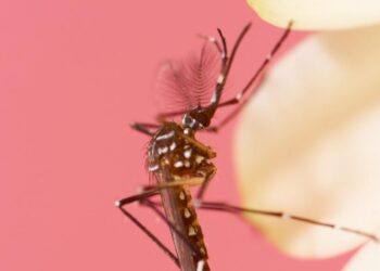 Mosquitoes Can Learn to Love Insect Repellant, Scientist Reveal