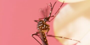Mosquitoes Can Learn to Love Insect Repellant, Scientist Reveal