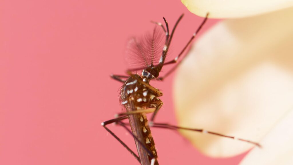 Mosquitoes Can Learn to Love Insect Repellant, Scientist Reveal