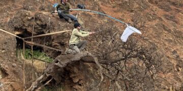 Scientists Rush to Save One of the World’s Rarest Trees as It Literally Falls Off a Cliff