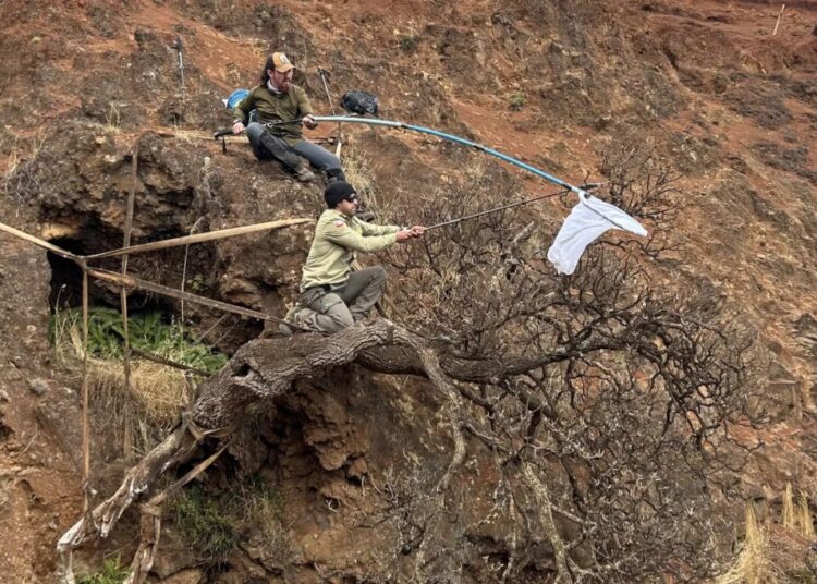 Scientists Rush to Save One of the World’s Rarest Trees as It Literally Falls Off a Cliff