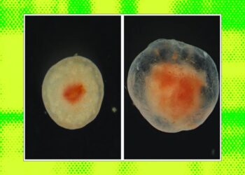 Scientists Intrigued by Chunk of Flesh That Refuses to Die After Several Years