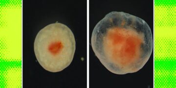 Scientists Intrigued by Chunk of Flesh That Refuses to Die After Several Years