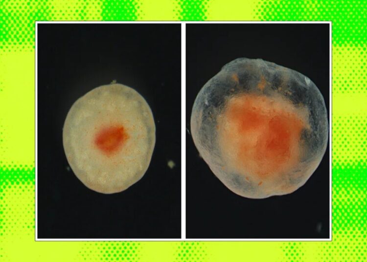 Scientists Intrigued by Chunk of Flesh That Refuses to Die After Several Years