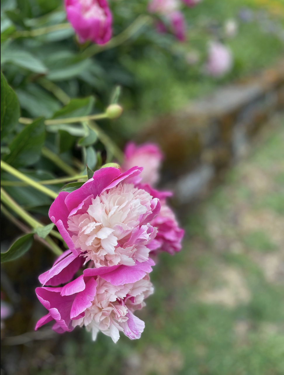 Pink peonies