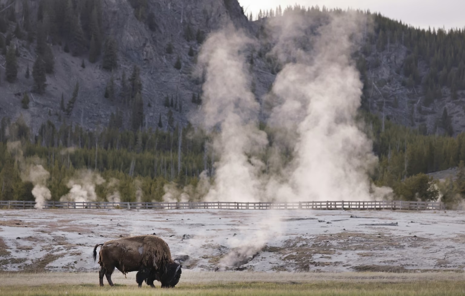A bison grazes near Midway Geyser Basin.