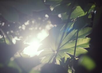 Memories of Green