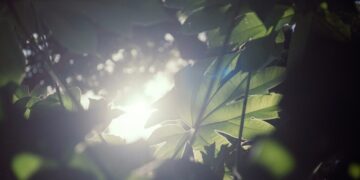 Memories of Green