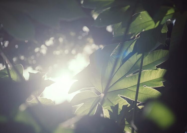 Memories of Green