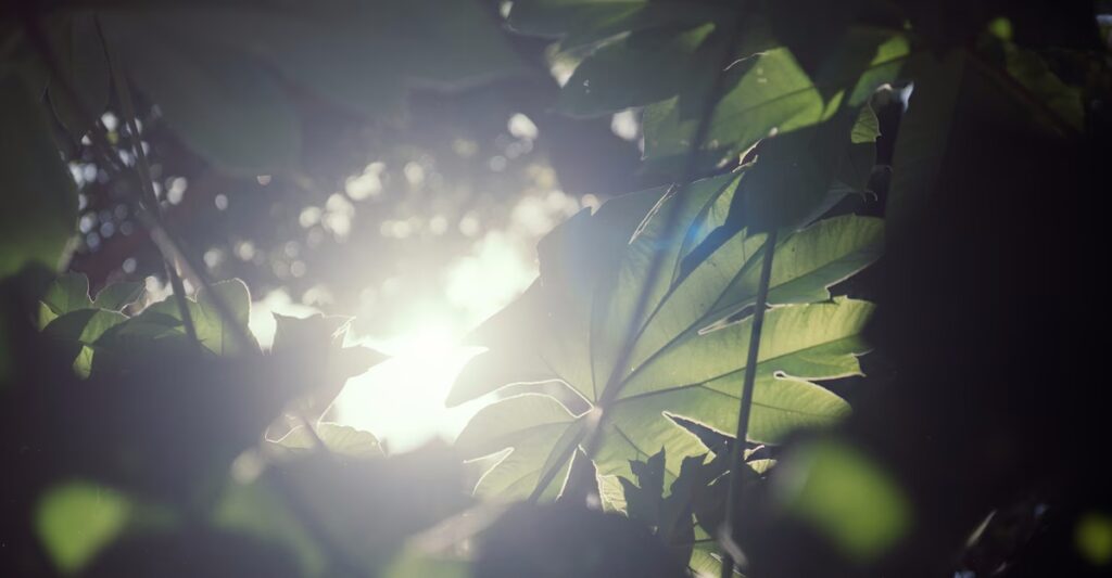 Memories of Green