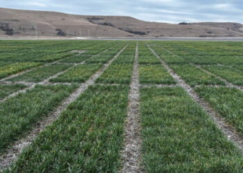 E.P.A. Clears a Weedkiller, Saying It Won’t Push Species to Extinction