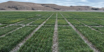 E.P.A. Clears a Weedkiller, Saying It Won’t Push Species to Extinction