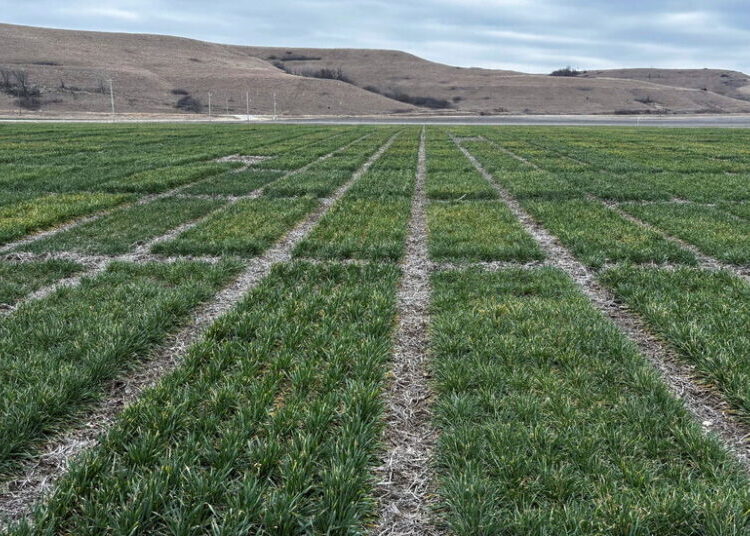 E.P.A. Clears a Weedkiller, Saying It Won’t Push Species to Extinction