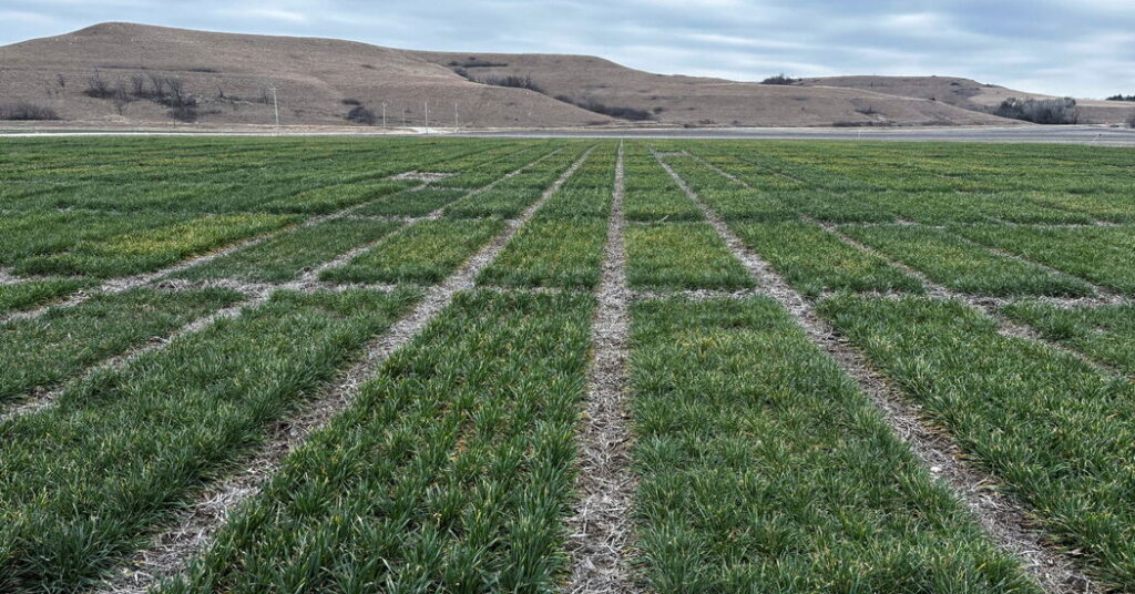 E.P.A. Clears a Weedkiller, Saying It Won’t Push Species to Extinction
