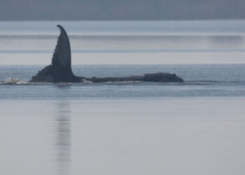 Timmy the Whale Got Stranded Off the German Coast. Then Things Got Weird.