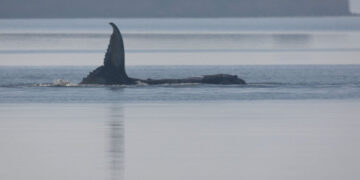 Timmy the Whale Got Stranded Off the German Coast. Then Things Got Weird.