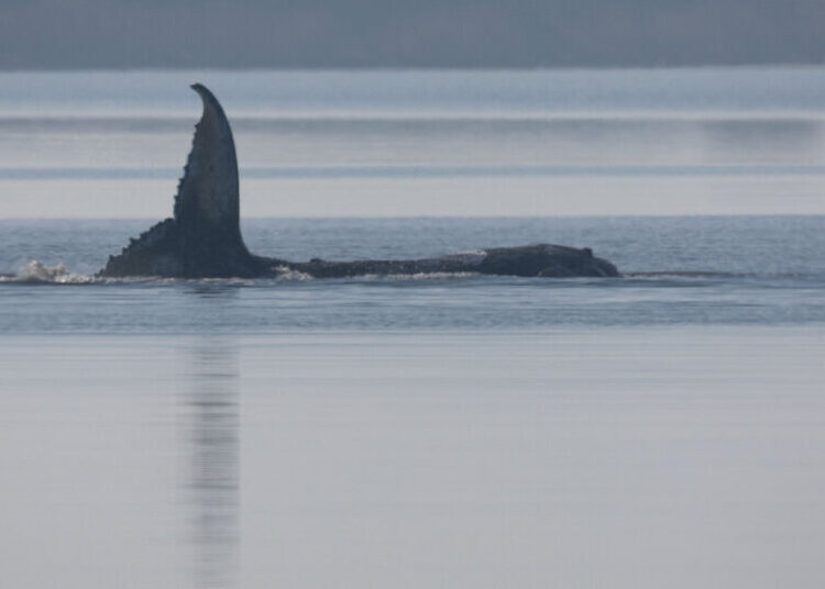 Timmy the Whale Got Stranded Off the German Coast. Then Things Got Weird.