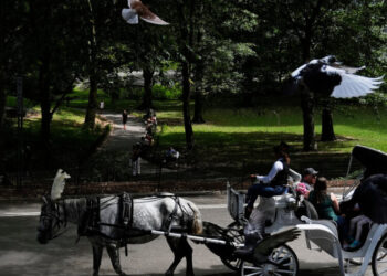 Startled Horse Topples a Carriage in Central Park, Injuring Its Driver