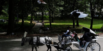 Startled Horse Topples a Carriage in Central Park, Injuring Its Driver